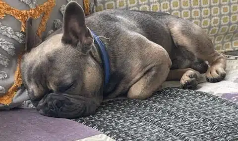 Frankie The Snoring French Bulldog
